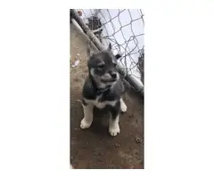 2 purebred husky puppies available - 3