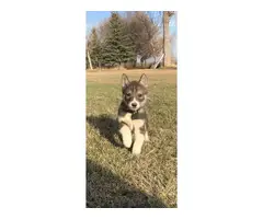 2 purebred husky puppies available - 5