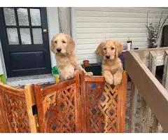 4 months old Labradoodle puppies