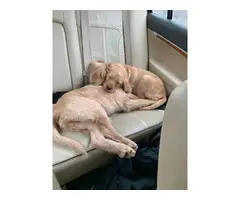 4 months old Labradoodle puppies - 3