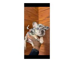 6 AKC registered Frenchie puppies for sale - 2