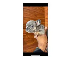 6 AKC registered Frenchie puppies for sale - 9