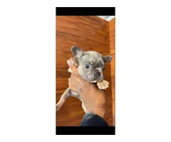 6 AKC registered Frenchie puppies for sale - 10
