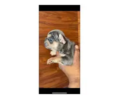 6 AKC registered Frenchie puppies for sale - 12