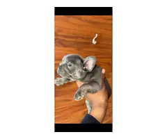 6 AKC registered Frenchie puppies for sale - 14