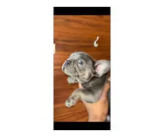 6 AKC registered Frenchie puppies for sale - 17