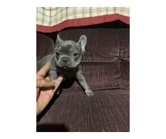 6 AKC registered Frenchie puppies for sale - 18