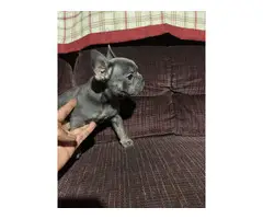 6 AKC registered Frenchie puppies for sale - 19