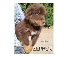 8 Australian Shepherd Puppies for sale - 2