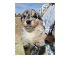 8 Australian Shepherd Puppies for sale - 3