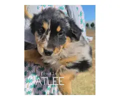 8 Australian Shepherd Puppies for sale - 4