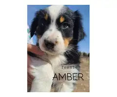 8 Australian Shepherd Puppies for sale - 5
