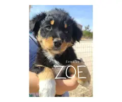 8 Australian Shepherd Puppies for sale - 8