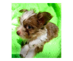 Morkie Puppy For Sale By Owner Puppies For Sale Near Me