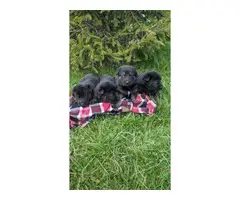 6 German shepherd puppies looking for a new home - 1