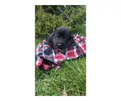 6 German shepherd puppies looking for a new home - 3