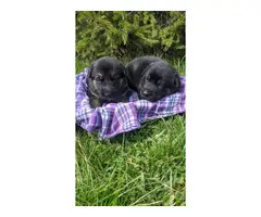 6 German shepherd puppies looking for a new home - 7