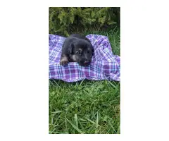 6 German shepherd puppies looking for a new home - 8