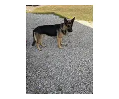 6 German shepherd puppies looking for a new home - 11