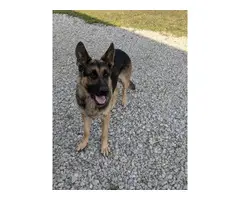 6 German shepherd puppies looking for a new home - 12