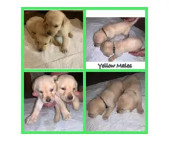 AKC Lab puppies for sale - 2