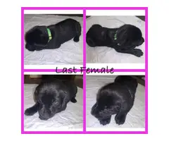 AKC Lab puppies for sale - 3