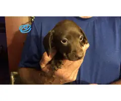5 Full blooded dachshund puppies - 4