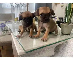 2 male Chug puppies needing new home
