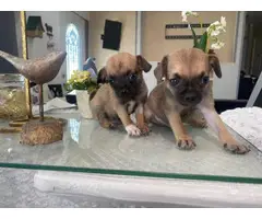 2 male Chug puppies needing new home - 2