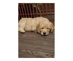 8 week old Labradoodle pups for sale - 3