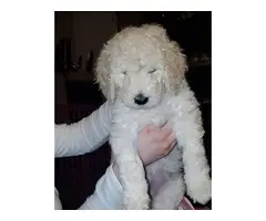 8 week old Labradoodle pups for sale - 4
