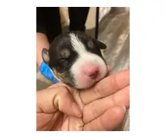 Gorgeous Pitbull/Husky mix puppies