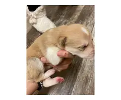 Gorgeous Pitbull/Husky mix puppies - 4