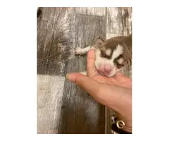 Gorgeous Pitbull/Husky mix puppies - 5
