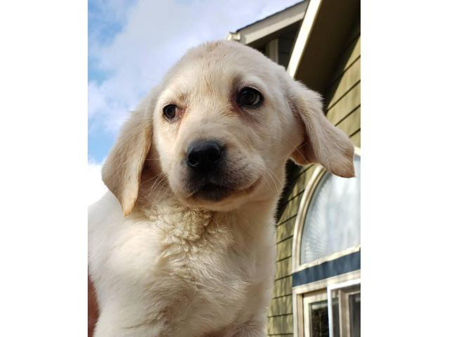 9 weeks old Purebred Yellow Lab puppies Champaign - Puppies for Sale