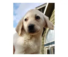 9 weeks old Purebred Yellow Lab puppies - 2
