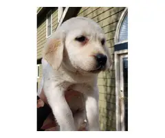 9 weeks old Purebred Yellow Lab puppies - 3