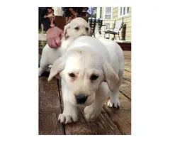9 weeks old Purebred Yellow Lab puppies - 4