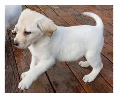9 weeks old Purebred Yellow Lab puppies - 5