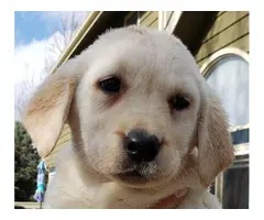 9 weeks old Purebred Yellow Lab puppies - 6