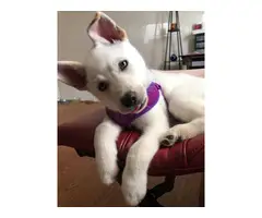 White husky puppy in search of a new home - 2