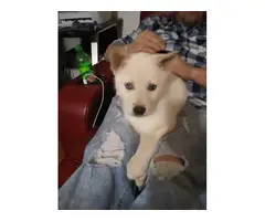 White husky puppy in search of a new home - 3