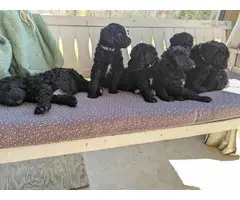 6 cute standard poodle puppies