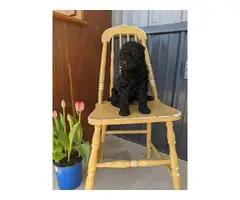 6 cute standard poodle puppies - 7