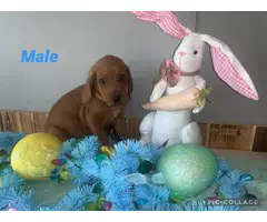4 Redbone Coonhound puppies available
