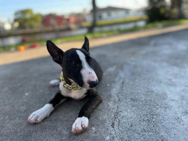 2 Bull Terrier puppies for sale in Miami, Florida