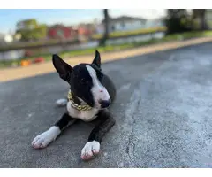2 Bull Terrier puppies for sale