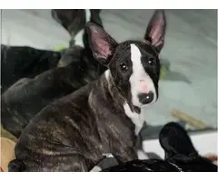 2 Bull Terrier puppies for sale
