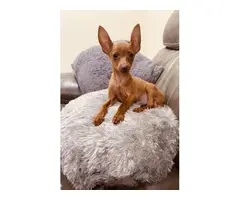 15 weeks old Min pin puppy