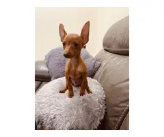 15 weeks old Min pin puppy - 2